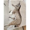 Image 6 : NICE Bobcat Full Body Taxidermy Mount
