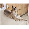Image 7 : NICE Bobcat Full Body Taxidermy Mount