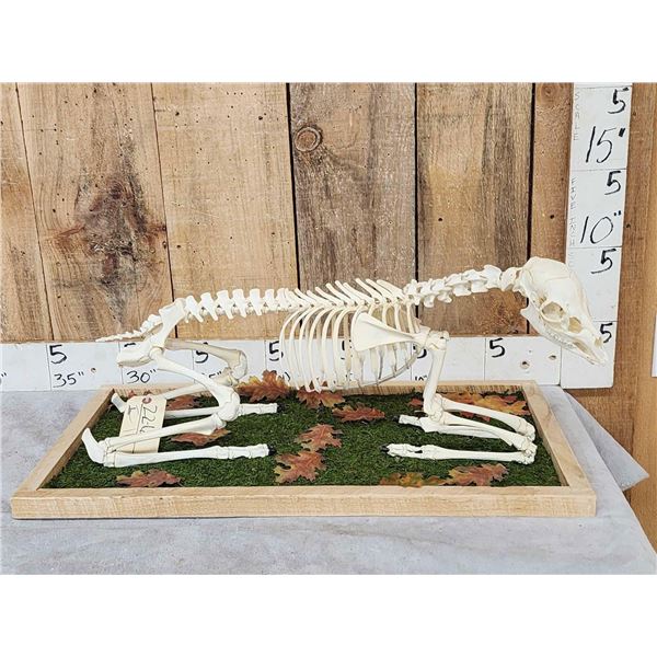 Articulated Whitetail Fawn Skelton Taxidermy