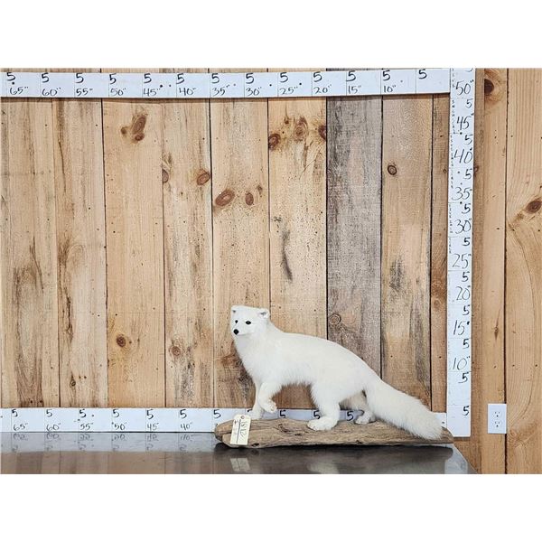 Arctic Fox Full Body Taxidermy Mount