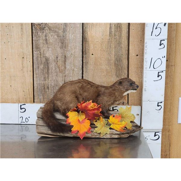 Mink Full Body Taxidermy Mount