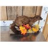 Image 2 : Mink Full Body Taxidermy Mount