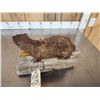Image 4 : Mink Full Body Taxidermy Mount