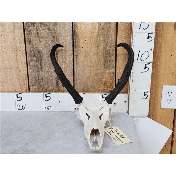 Pronghorn Antelope Skull Taxidermy