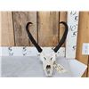 Image 1 : Pronghorn Antelope Skull Taxidermy