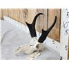 Image 2 : Pronghorn Antelope Skull Taxidermy