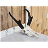 Image 3 : Pronghorn Antelope Skull Taxidermy