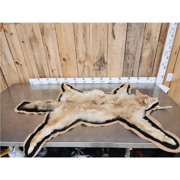 Blonde Phase Coyote Rug Taxidermy