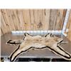 Image 1 : Blonde Phase Coyote Rug Taxidermy