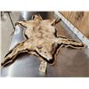 Image 2 : Blonde Phase Coyote Rug Taxidermy