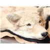 Image 3 : Blonde Phase Coyote Rug Taxidermy