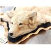 Image 4 : Blonde Phase Coyote Rug Taxidermy