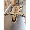 Image 5 : Blonde Phase Coyote Rug Taxidermy