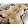 Image 6 : Blonde Phase Coyote Rug Taxidermy