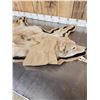 Image 7 : Blonde Phase Coyote Rug Taxidermy