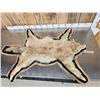 Image 8 : Blonde Phase Coyote Rug Taxidermy