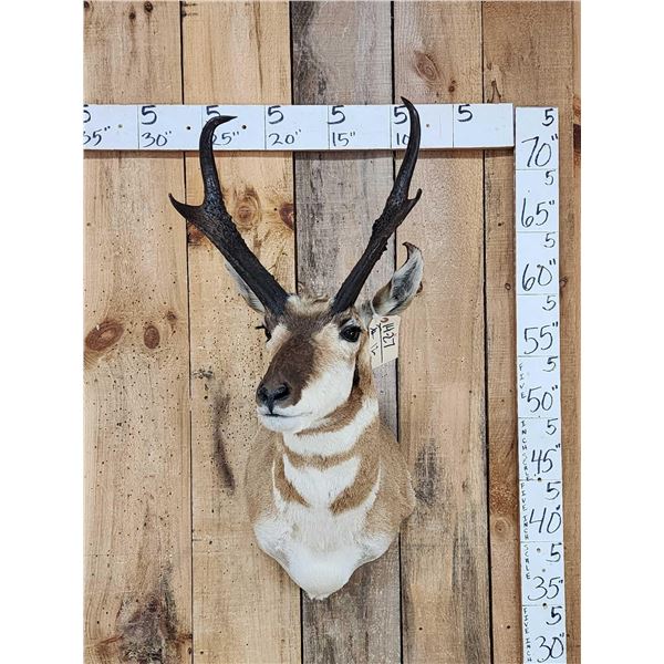 Pronghorn Antelope Shoulder Mount Taxidermy