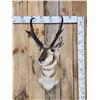Image 1 : Pronghorn Antelope Shoulder Mount Taxidermy