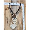 Image 2 : Pronghorn Antelope Shoulder Mount Taxidermy