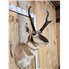 Image 3 : Pronghorn Antelope Shoulder Mount Taxidermy
