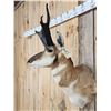 Image 4 : Pronghorn Antelope Shoulder Mount Taxidermy