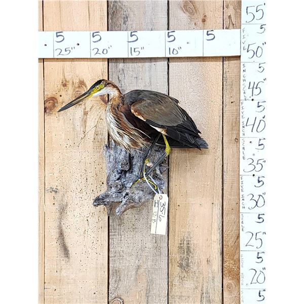 Purple Heron Full Body Bird Taxidermy