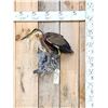 Image 1 : Purple Heron Full Body Bird Taxidermy