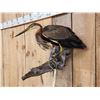 Image 2 : Purple Heron Full Body Bird Taxidermy