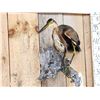 Image 3 : Purple Heron Full Body Bird Taxidermy