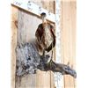 Image 4 : Purple Heron Full Body Bird Taxidermy