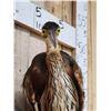 Image 5 : Purple Heron Full Body Bird Taxidermy