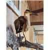 Image 6 : Purple Heron Full Body Bird Taxidermy