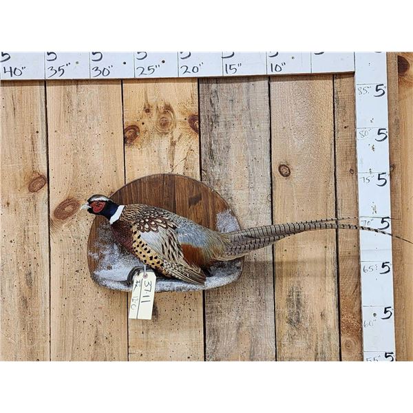 Nice Ringneck Pheasant Full Body Bird Taxidermy