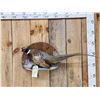 Image 1 : Nice Ringneck Pheasant Full Body Bird Taxidermy