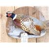 Image 2 : Nice Ringneck Pheasant Full Body Bird Taxidermy