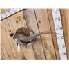 Image 3 : Nice Ringneck Pheasant Full Body Bird Taxidermy