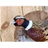 Image 4 : Nice Ringneck Pheasant Full Body Bird Taxidermy