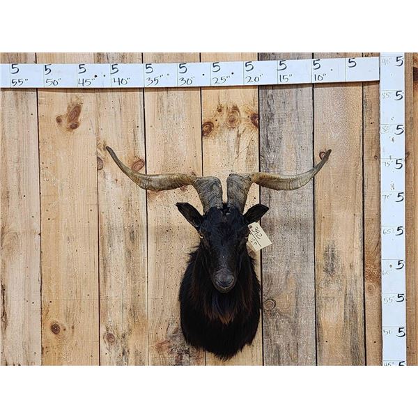 Black Feral Goat Shoulder Mount Taxidermy
