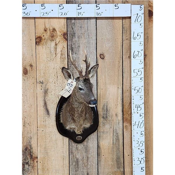 Roe Deer Shoulder Mount Taxidermy