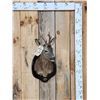 Image 1 : Roe Deer Shoulder Mount Taxidermy