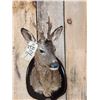 Image 2 : Roe Deer Shoulder Mount Taxidermy