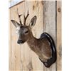 Image 3 : Roe Deer Shoulder Mount Taxidermy