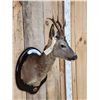 Image 4 : Roe Deer Shoulder Mount Taxidermy