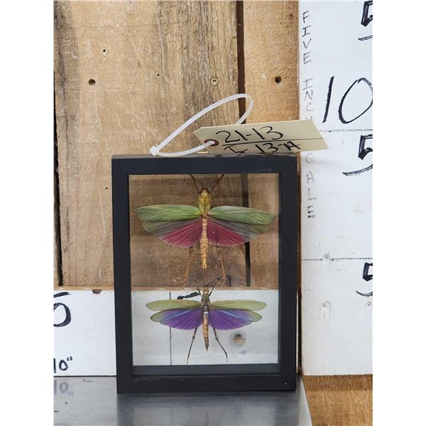 2 Giant Peruvian Grasshoppers In Frame Taxidermy Entomology