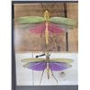 Image 2 : 2 Giant Peruvian Grasshoppers In Frame Taxidermy Entomology