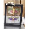 Image 3 : 2 Giant Peruvian Grasshoppers In Frame Taxidermy Entomology
