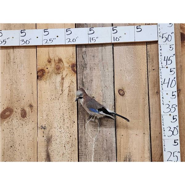 Eurasian Jay Full Body Bird Taxidermy