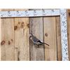 Image 1 : Eurasian Jay Full Body Bird Taxidermy