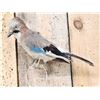 Image 2 : Eurasian Jay Full Body Bird Taxidermy