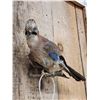 Image 3 : Eurasian Jay Full Body Bird Taxidermy